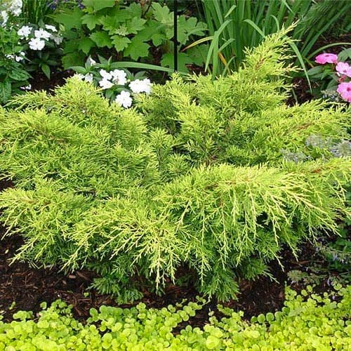 Ялівець Голд Тіп зображення 1 артикул 4968