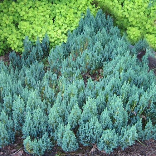 Ялівець горизонтальний Блю Форест артикул фото 1 Ялівець горизонтальний Блю Форест зображення 1 артикул 1546
