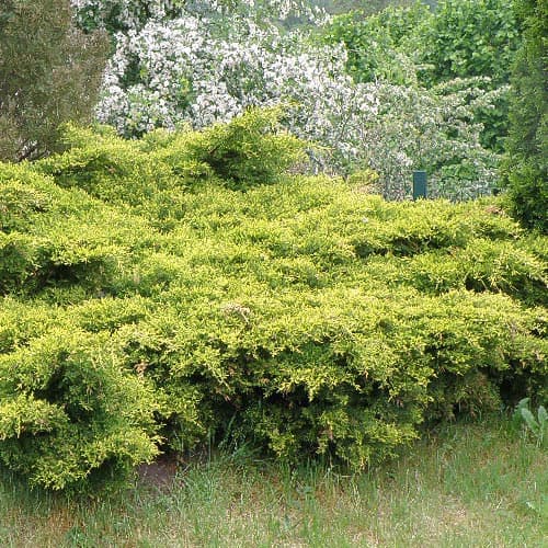 Ялівець Кінг оф Спрінг зображення 1 артикул 4961