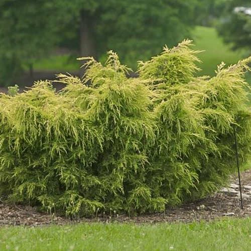 Ялівець Курівао Голд зображення 1 артикул 4962