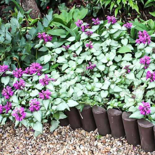 Глуха кропива Бекон Сільвер зображення 1 артикул 68790