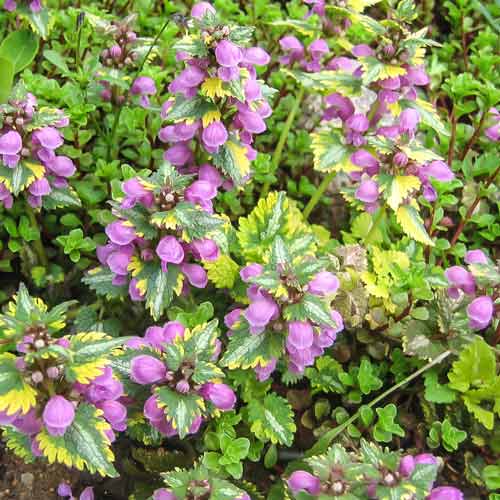 Глуха кропива Кенон Голд зображення 1 артикул 68789