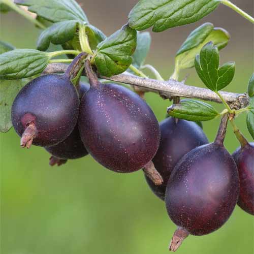 Йошта зображення 1 артикул 5760