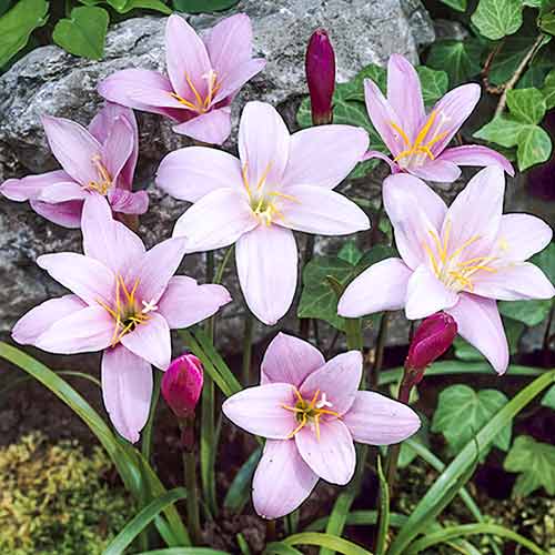 Зефірантес Пінк зображення 1 артикул 68282