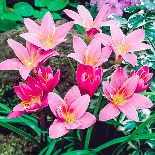 Зефирантес Робустус рисунок 1 артикул 70457