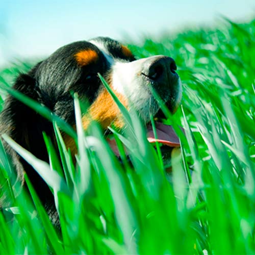 Зелень для щенков Лесси, семена рисунок 1 артикул 70129