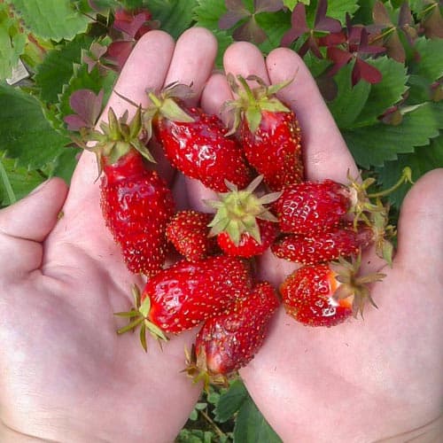 Земклуника Анастасия рисунок 1 артикул 4935