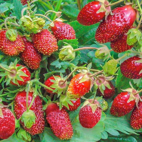 Земклуніка Цукат мускатний артикул фото 1 Земклуніка Цукат мускатний зображення 1 артикул 9611