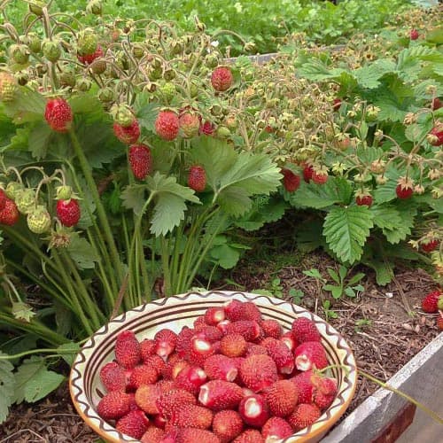 Земклуника Диана рисунок 1 артикул 4932