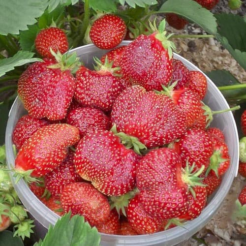 Земклуника Кокинская Отборная артикул фото 1 Земклуника Кокинская Отборная рисунок 1 артикул 4938