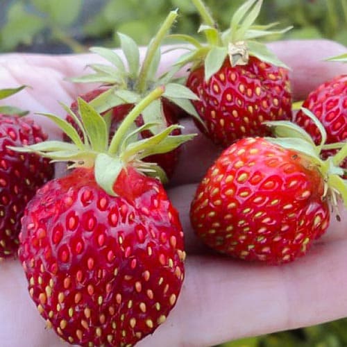 Земклуніка Крихітка зображення 1 артикул 4936