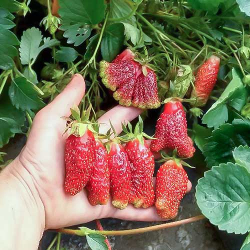 Земклуніка Купчиха артикул фото 1 Земклуніка Купчиха зображення 1 артикул 9612