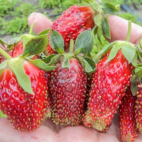 Земклуника Мускатная Бирюлевская рисунок 1 артикул 9610