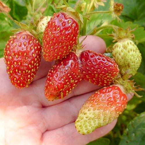 Земклуника Пенелопа рисунок 1 артикул 4933