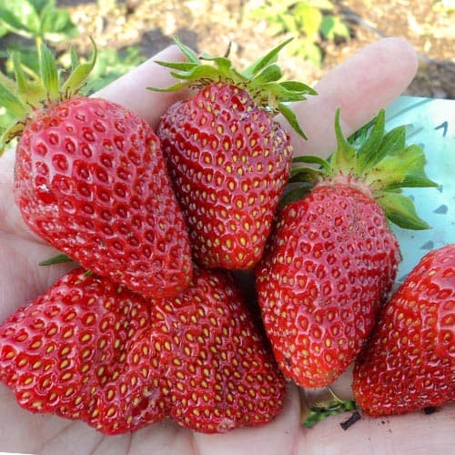 Земклуника Студенческая рисунок 1 артикул 4937