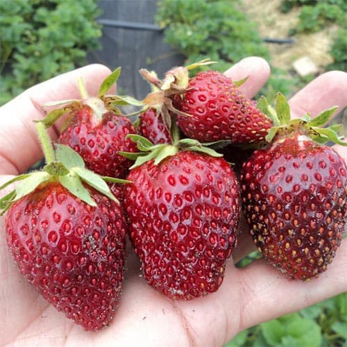 Земклуника Находка рисунок 1 артикул 4939