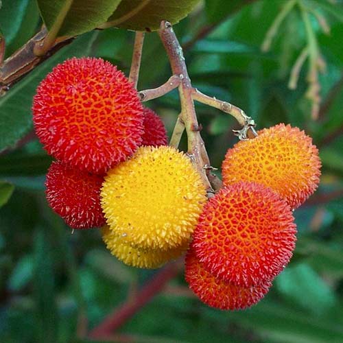 Земляничное дерево, семена рисунок 1 артикул 65245