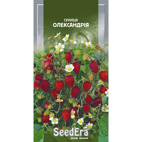 Земляника Александрия, семена рисунок 1 артикул 70130