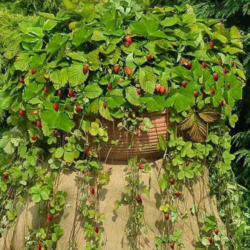 Земляника ампельная Аттила, семена артикул фото 1 Земляника ампельная Аттила, семена рисунок 1 артикул 65453