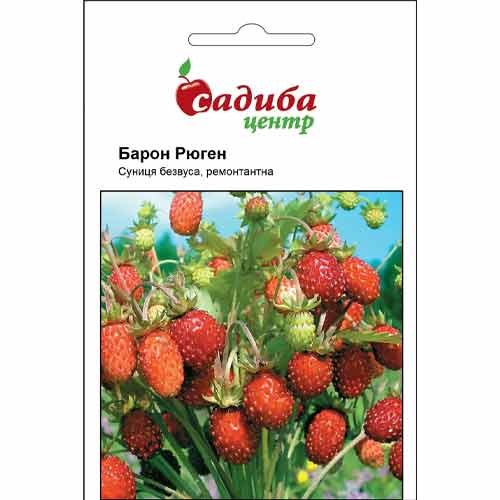 Земляника ремонтантная Барон Рюген Садыба центр рисунок 1 артикул 89696