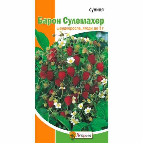 Суниця ремонтантна Барон Сулемахер Яскрава зображення 1 артикул 77314