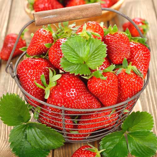 Полуниця Вкуснятина F1, насіння артикул фото 1 Полуниця Вкуснятина F1, насіння зображення 1 артикул 65331