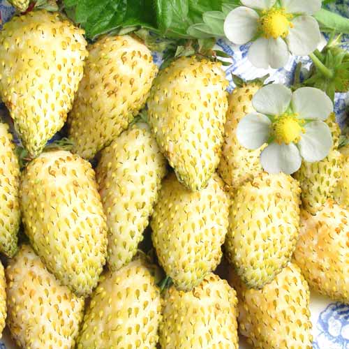 Суниця ремонтантна Жовте диво Seedera зображення 1 артикул 65667