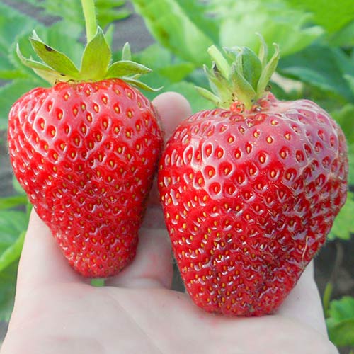 Земляника крупноплодная Альба рисунок 1 артикул 9800