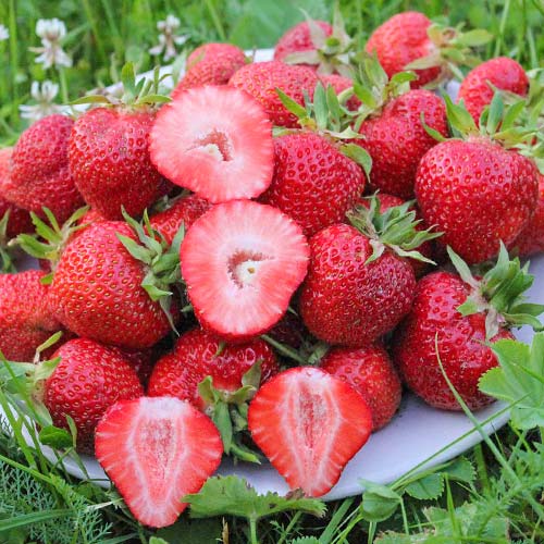 Полуниця Флоренс артикул фото 1 Полуниця Флоренс зображення 1 артикул 9868