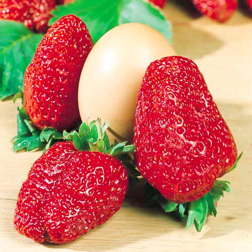 Земляника крупноплодная Геркулес рисунок 1 артикул 9810