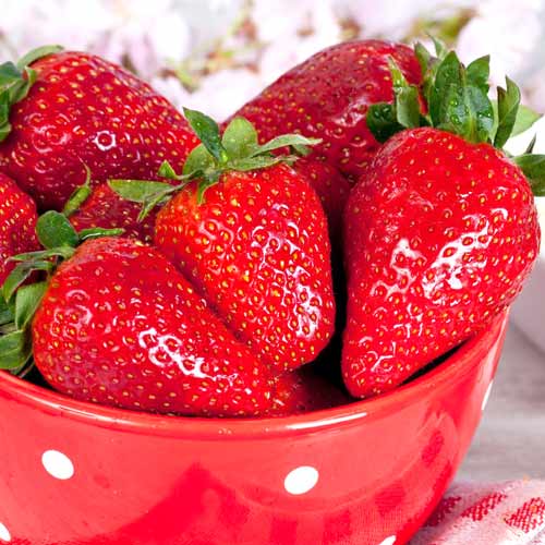 Земляника крупноплодная Гигантский деликатес рисунок 1 артикул 9813