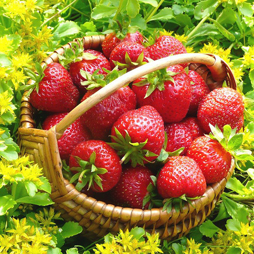 Земляника (крупноплодная) Гранд Роса артикул фото 1 Земляника (крупноплодная) Гранд Роса рисунок 1 артикул 9866