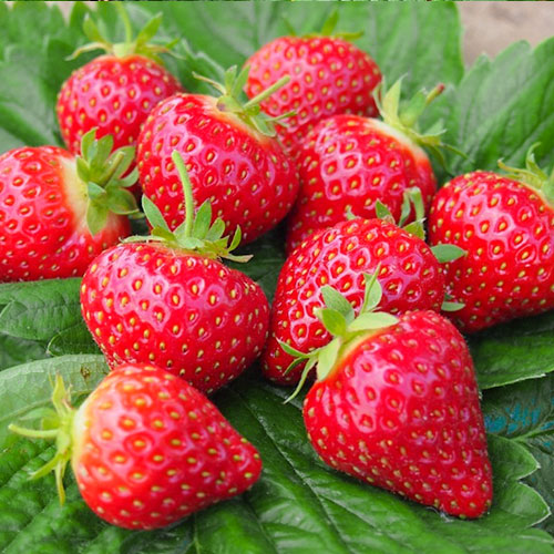 Земляника крупноплодная Хоней рисунок 1 артикул 9822