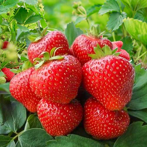 Земляника крупноплодная Кимберли артикул фото 1 Земляника крупноплодная Кимберли рисунок 1 артикул 9805