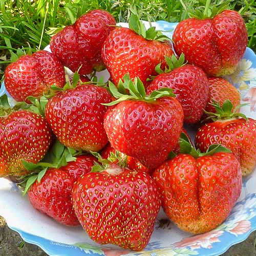 Земляника (крупноплодная) Лорд артикул фото 1 Земляника (крупноплодная) Лорд рисунок 1 артикул 9858