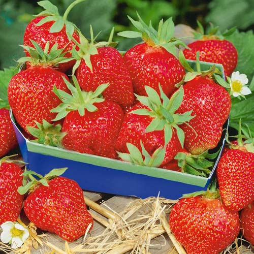 Земляника (крупноплодная) Магнум артикул фото 1 Земляника (крупноплодная) Магнум рисунок 1 артикул 9869