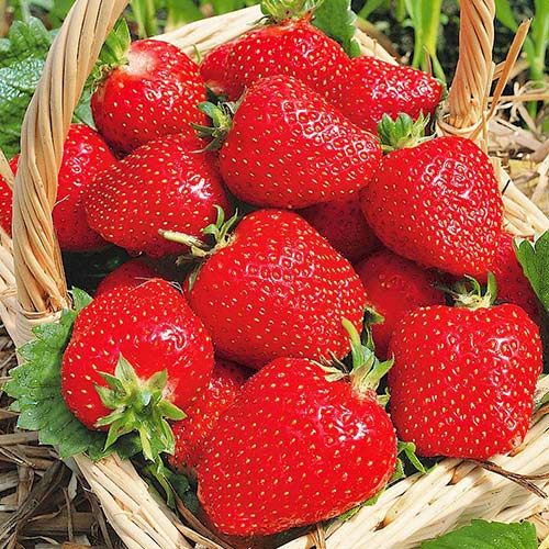 Полуниця Роксана артикул фото 1 Полуниця Роксана зображення 1 артикул 9867