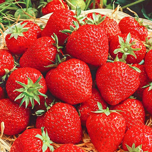 Земляника крупноплодная Викода артикул фото 1 Земляника крупноплодная Викода рисунок 1 артикул 9804