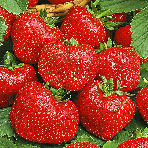 Полуниця великоплідна Віма Тарда зображення 1 артикул 9806