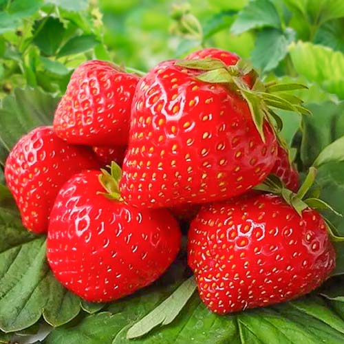 Полуниця Віма Занта артикул фото 1 Полуниця Віма Занта зображення 1 артикул 9807