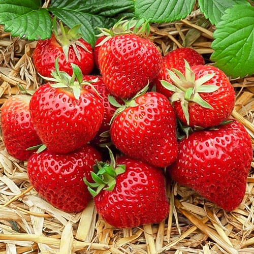 Земляника крупноплодная Зенга Зенгана артикул фото 1 Земляника крупноплодная Зенга Зенгана рисунок 1 артикул 9809