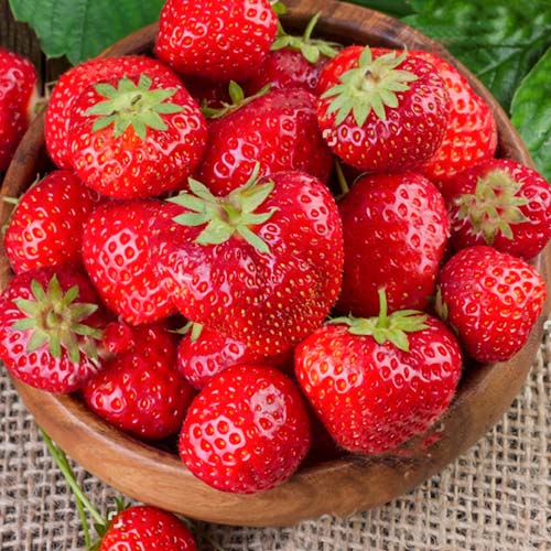 Земляника ремонтантная (крупноплодная) Флорентина артикул фото 1 Земляника ремонтантная (крупноплодная) Флорентина рисунок 1 артикул 9856