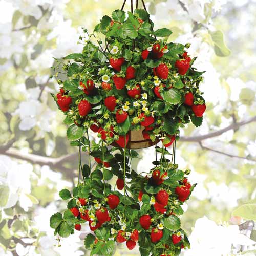 Земляника ремонтантная крупноплодная Подвесная рисунок 1 артикул 9817
