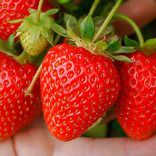 Земляника ремонтантная крупноплодная Портола артикул фото 1 Земляника ремонтантная крупноплодная Портола рисунок 1 артикул 9818