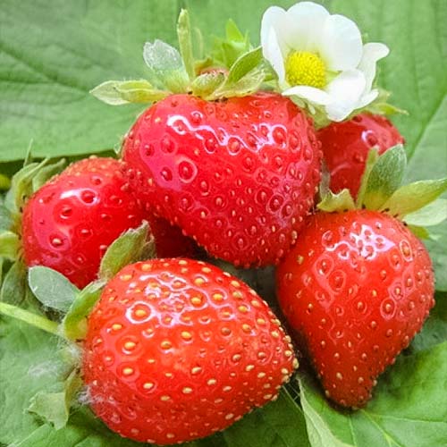 Полуниця ремонтантна Світ Еві артикул фото 1 Полуниця ремонтантна Світ Еві зображення 1 артикул 9821