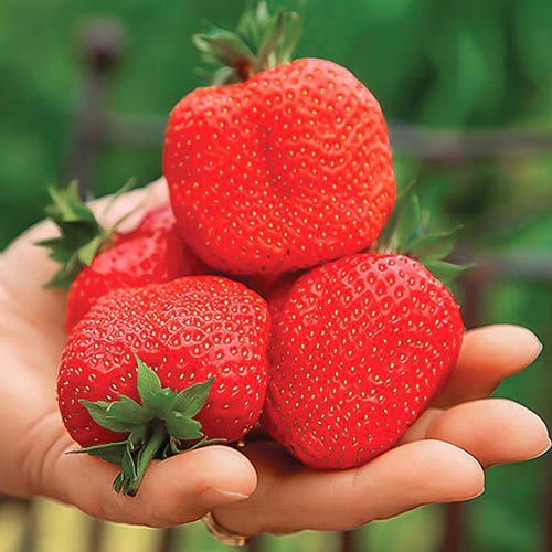 Земляника ремонтантная крупноплодная Свит Мери XXL рисунок 1 артикул 9820