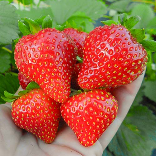 Полуниця ремонтантна Віма Ріна зображення 1 артикул 9808