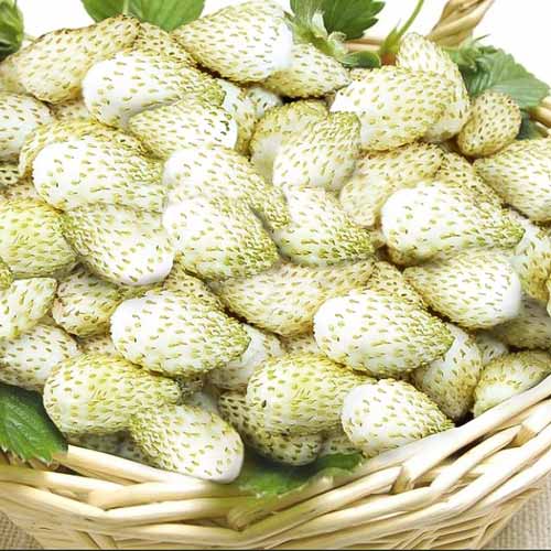 Суниця ремонтантна Вайт Соул, насіння зображення 1 артикул 65511