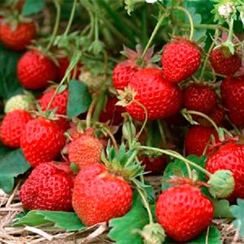 Суниця ремонтантна Ренесанс, насіння артикул фото 1 Суниця ремонтантна Ренесанс, насіння зображення 1 артикул 70132