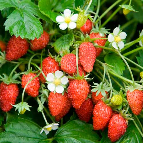 Суниця Рюген, насіння артикул фото 1 Суниця Рюген, насіння зображення 1 артикул 70133